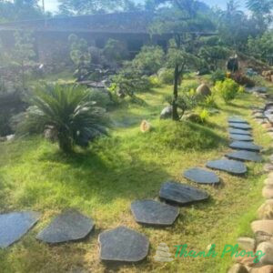 da-bazan-buoc-dam-lat-san-vuon